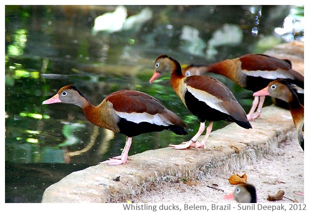 Black bellied whistling ducks, Belem, Brazil - images by Sunil Deepak, 2012