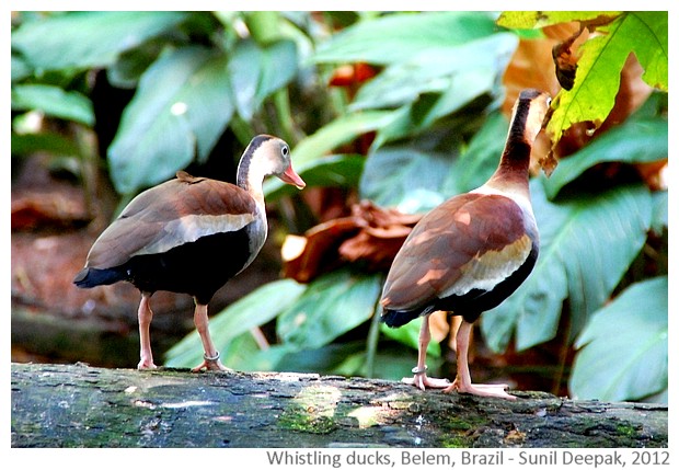 Black bellied whistling ducks, Belem, Brazil - images by Sunil Deepak, 2012
