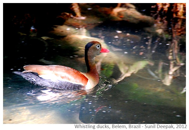 Black bellied whistling ducks, Belem, Brazil - images by Sunil Deepak, 2012