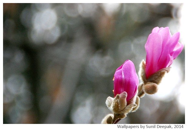 Spring flowers 2014 by Sunil Deepak