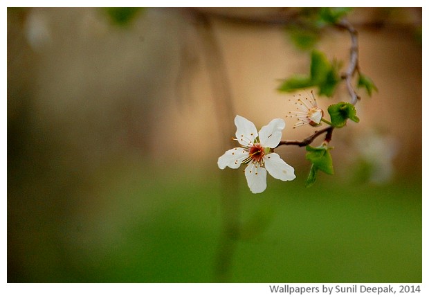 Spring flowers 2014 by Sunil Deepak