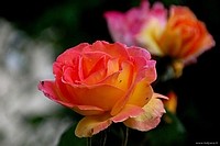 Beautiful roses, Bologna, Italy