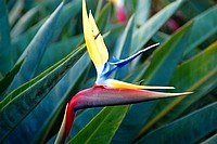 Flowers from South Africa