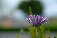 Flowers from South Africa