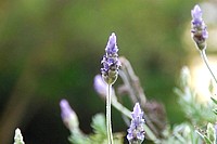 Flowers from South Africa