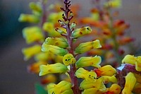 Flowers from South Africa