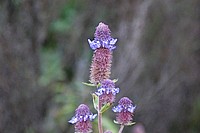 Flowers from South Africa