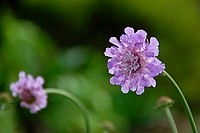 Flowers from South Africa