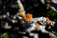 Flowers from South Africa