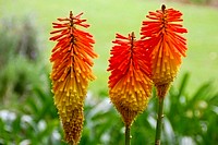 Flowers from South Africa