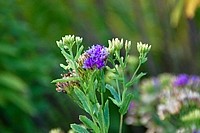 Flowers from South Africa