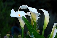 Flowers from South Africa