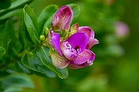 Flowers from South Africa