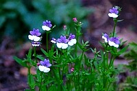 Flowers from South Africa