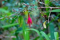 Flowers from South Africa