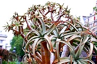 Flowers from South Africa
