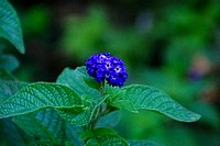 Flowers from South Africa