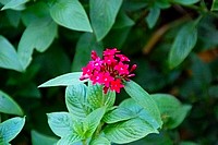 Flowers from South Africa