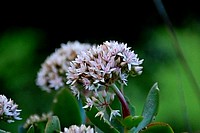 Flowers from South Africa