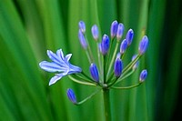 Flowers from South Africa