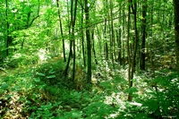 Forest in Carolla (Schio), Italy