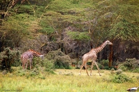 Wildlife from Naivasha, Kenya
