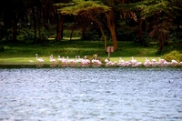 Wildlife from Naivasha, Kenya