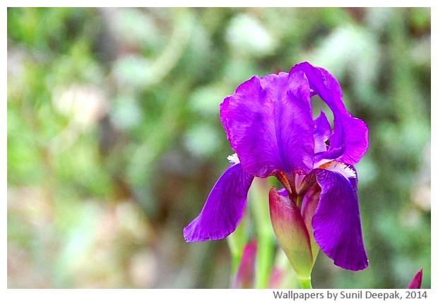Spring flowers 2014 by Sunil Deepak