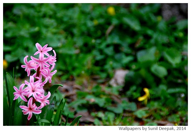 Spring flowers 2014 by Sunil Deepak