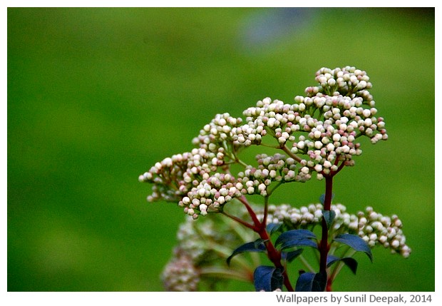 Spring flowers 2014 by Sunil Deepak