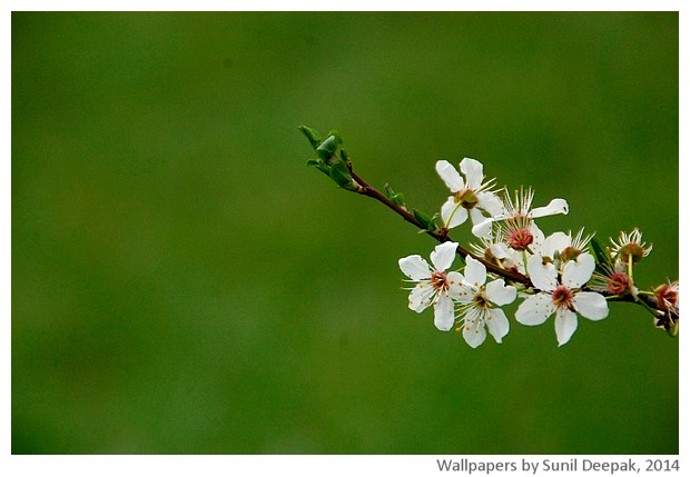 Spring flowers 2014 by Sunil Deepak
