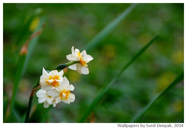 Spring flowers 2014 by Sunil Deepak