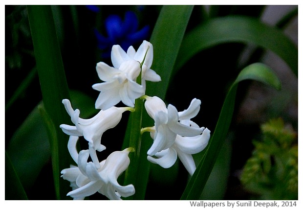 Spring flowers 2014 by Sunil Deepak