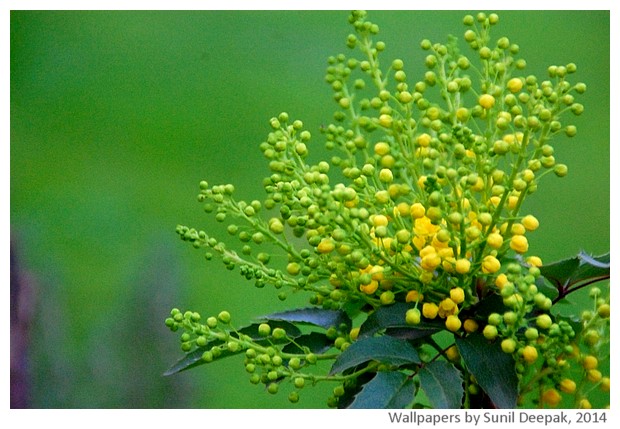 Spring flowers 2014 by Sunil Deepak