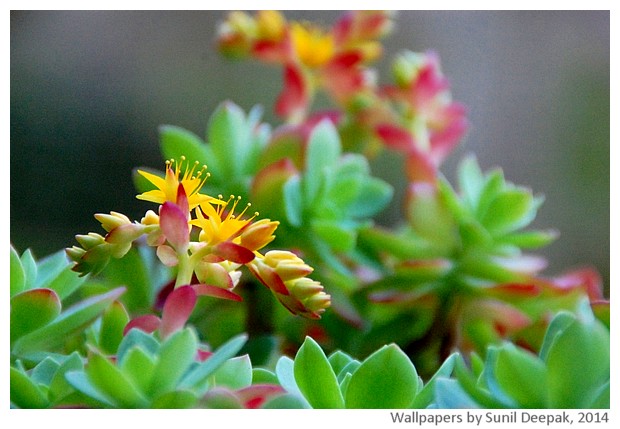 Spring flowers 2014 by Sunil Deepak