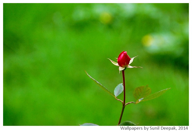 Spring flowers 2014 by Sunil Deepak