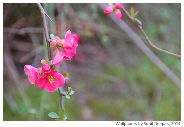 Spring flowers 2014 by Sunil Deepak