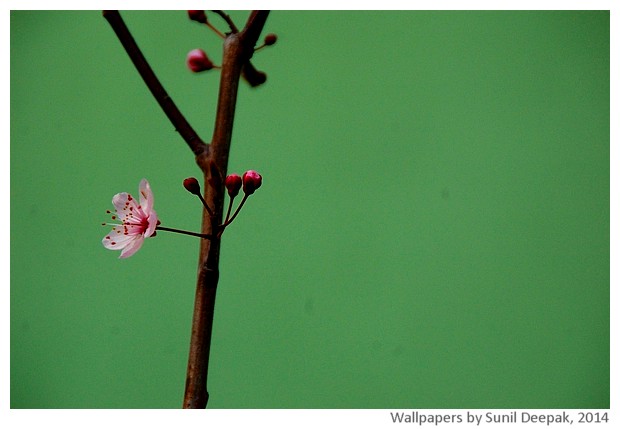 Spring flowers 2014 by Sunil Deepak
