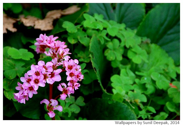 Spring flowers 2014 by Sunil Deepak