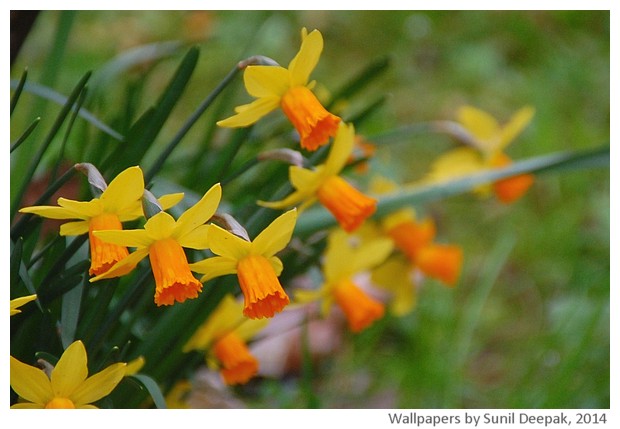 Spring flowers 2014 by Sunil Deepak