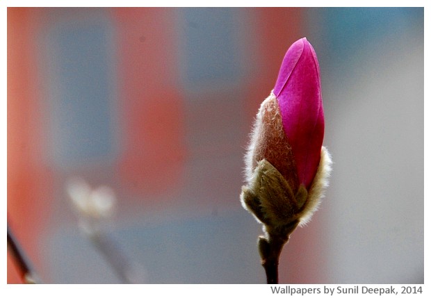 Spring flowers 2014 by Sunil Deepak