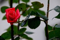 Beautiful roses, Bologna, Italy