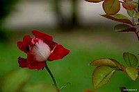 Beautiful roses, Bologna, Italy
