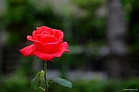 Beautiful roses, Bologna, Italy