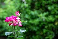 Beautiful roses, Bologna, Italy