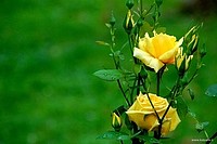 Beautiful roses, Bologna, Italy