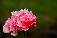 Beautiful roses, Bologna, Italy