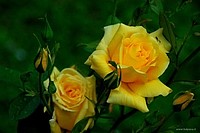 Beautiful roses, Bologna, Italy