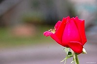 Beautiful roses, Bologna, Italy