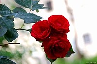 Beautiful roses, Bologna, Italy